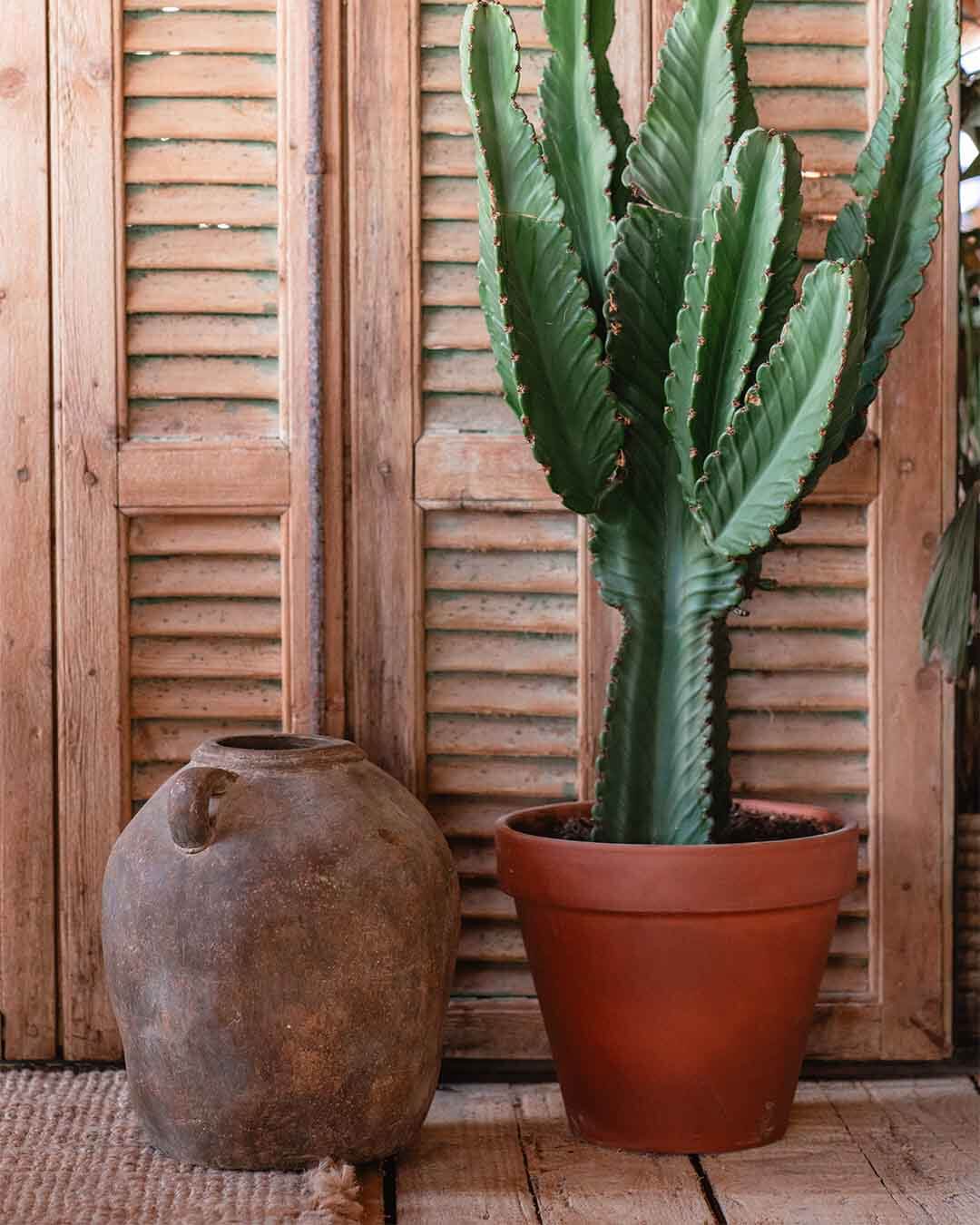 Cactus en grote oude vaas
